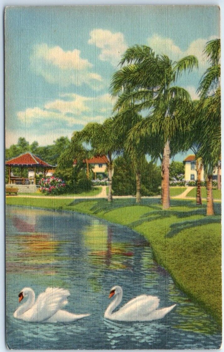 Postcard - Graceful Swans in a Florida Lake, USA