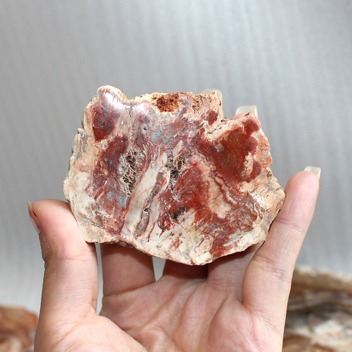 5cm Natural Petrified Wood Fossil Crystal Coaster Madagascar Specimen Stone