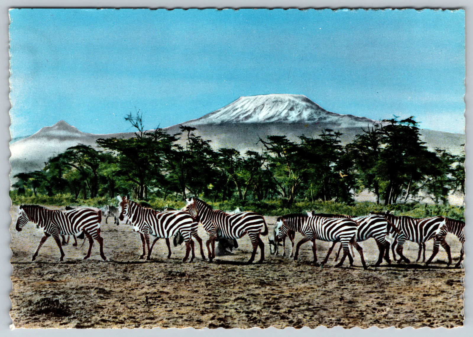 c1970s African Wildlife Zebras Below Mount Kilimnajaro Vintage Postcard