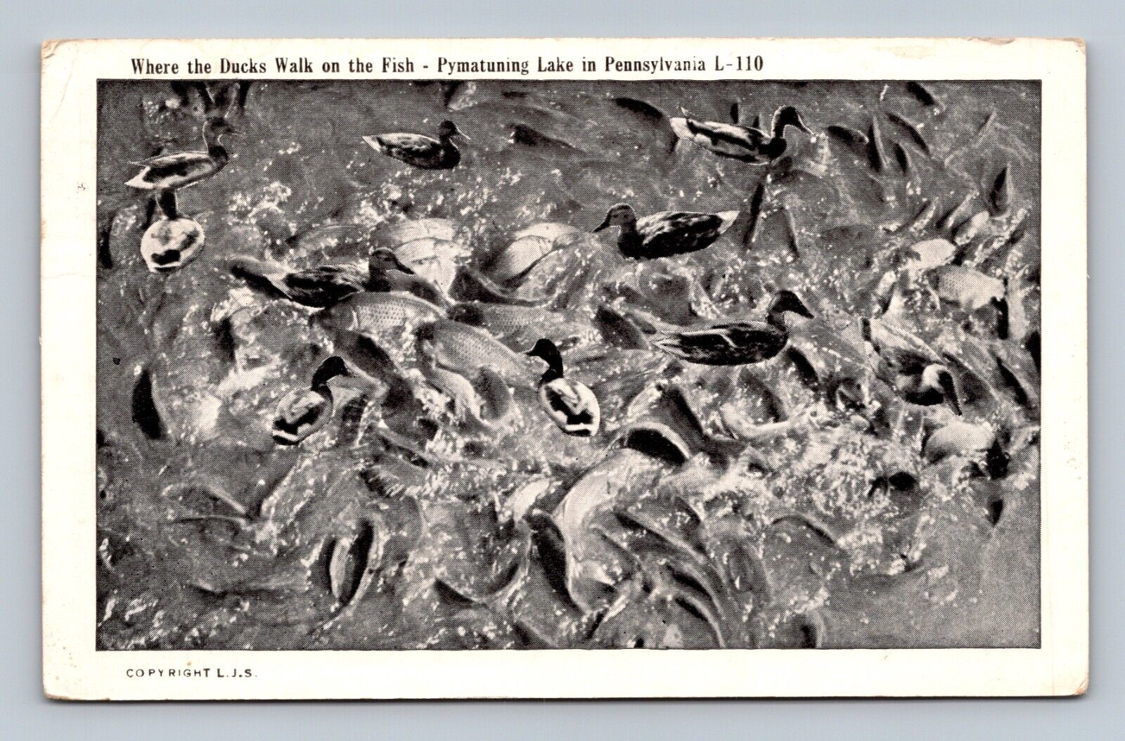 Postcard Where The Ducks Walk On Fish Pymatuning Lake Pennsylvania