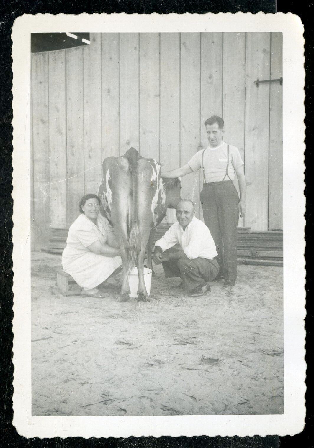 Vintage Photo WOMAN MILKS COW \
