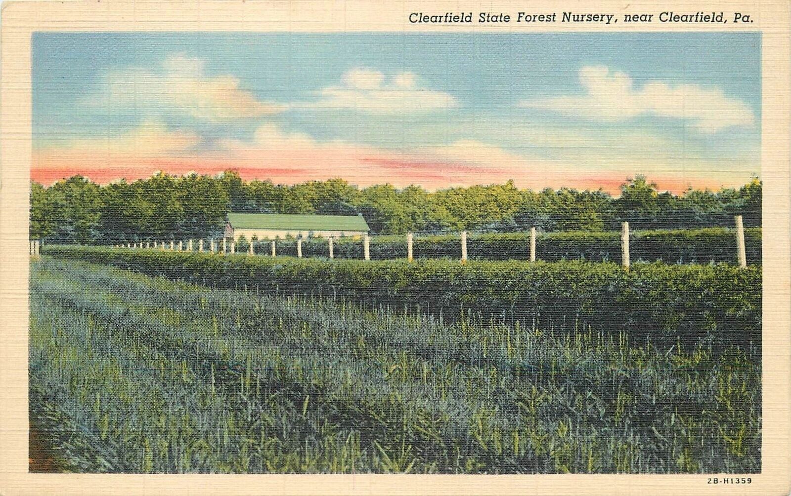 Postcard 1940s Pennsylvania Clearfield State Forest nursery Kurtz Teich 23-12586