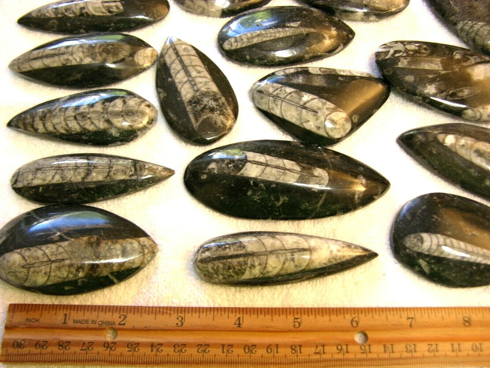 Orthoceras fossils polished bigger 2-4 inch 3 piece lots 400 million years old