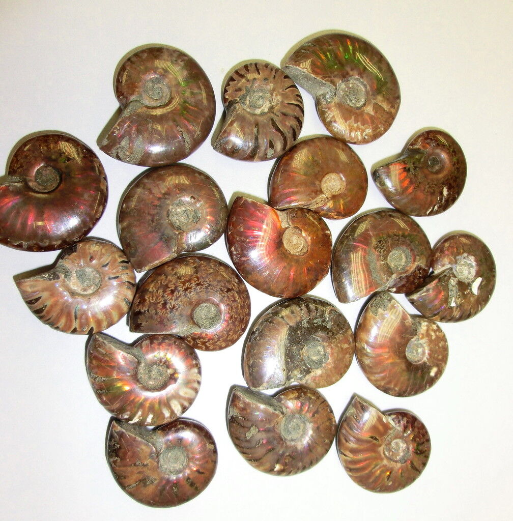 Fossil Polished Madagascar Ammonite Size 31 to 41 mm 1 Kg Lot (45 to 60 pcs)