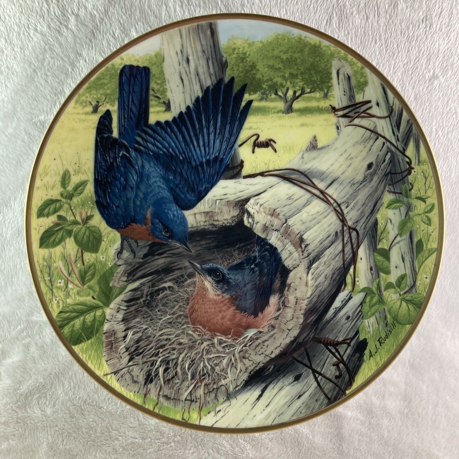 EASTERN BLUEBIRD NESTING ON EGGS Plate  A. J. Rudisill National  Audubon Society