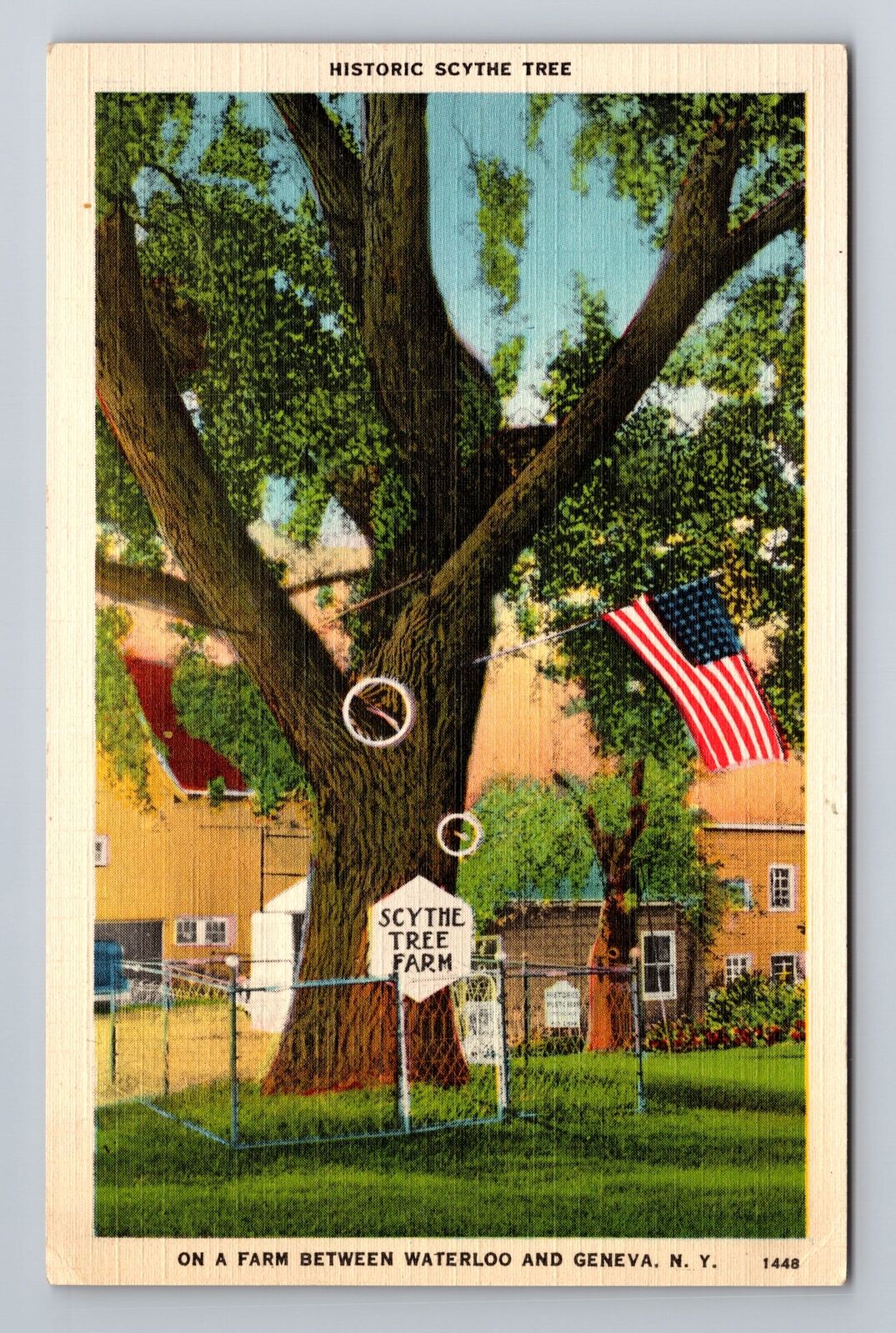 Geneva NY-New York, Historic Scythe Tree, Antique Vintage Souvenir Postcard