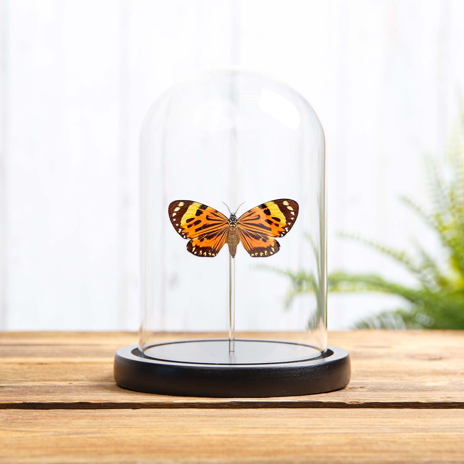 Boisduval\'s Tiger Taxidermy Moth in Glass Dome (Chetone histrio)