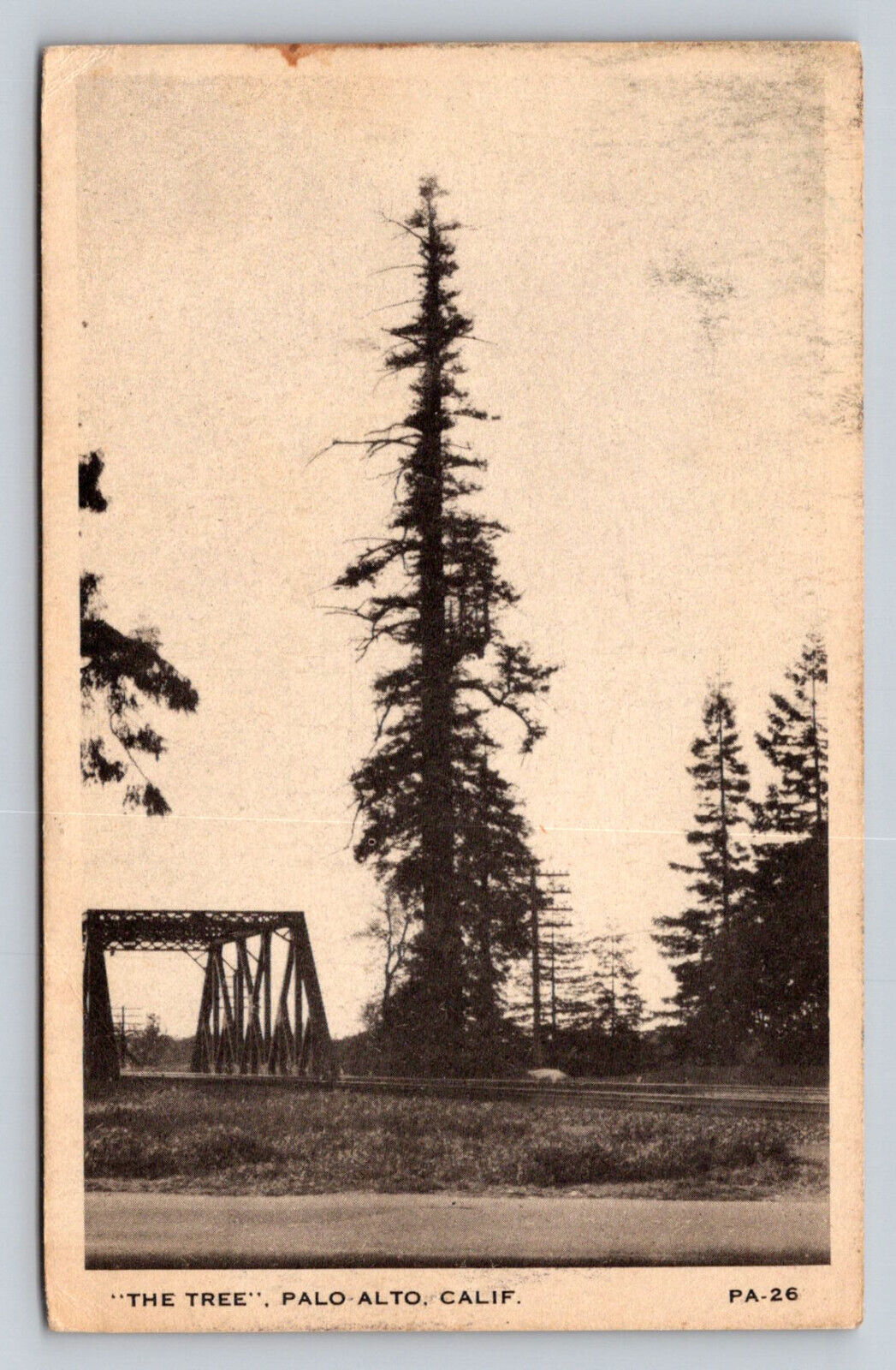 c1940s The Tree Palo Alto California P807