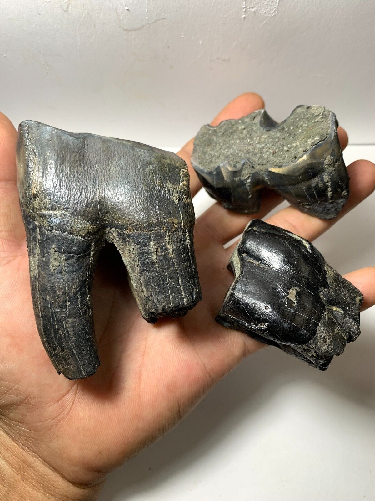 3 pcs. Aceratherium Rhinoceros Fossil Tooth - Very Beautiful Amazing Genuine