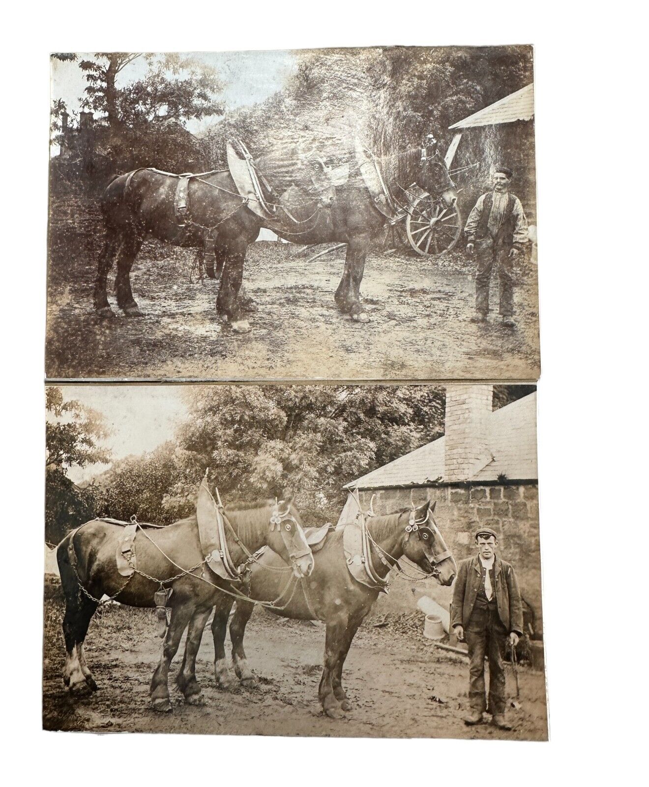 Pair of Antique Cabinet Card Photo\'s of Scottish Heavy Horse and Men.