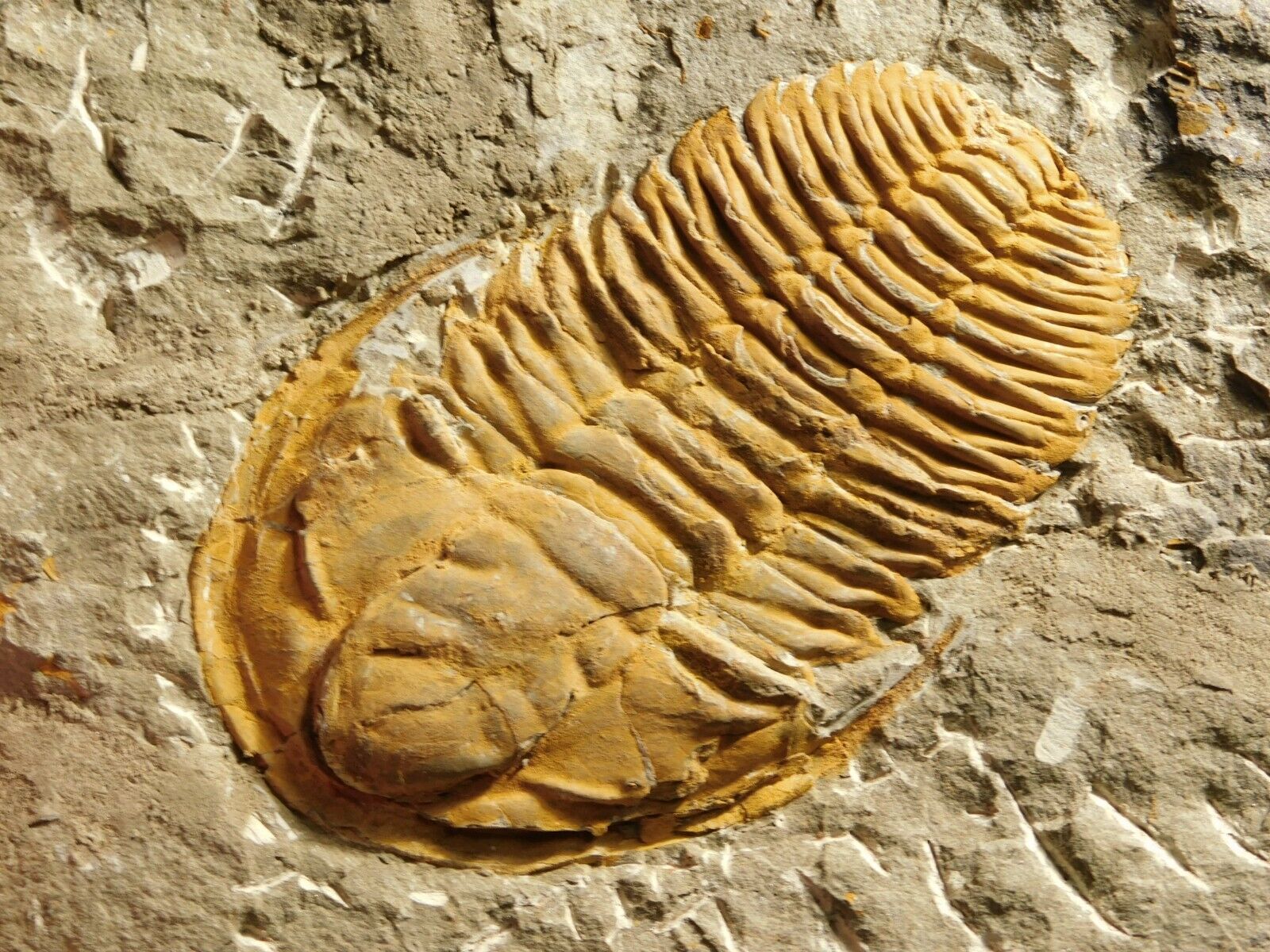 Big 100% NATURAL Hamatolenus Trilobite Fossil Anif Morocco 740gr