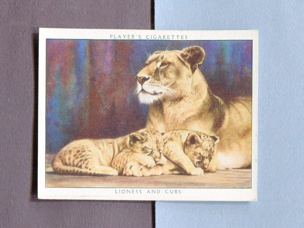 1938 JOHN PLAYER & SONS CIGARETTE CARD ZOO BABIES #12 LIONESS AND CUBS