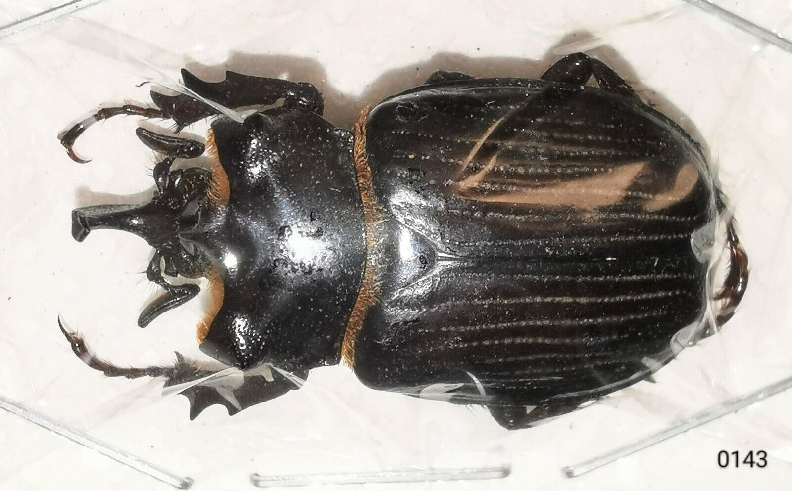 Scarabaeidae Trichinae Pantodinus klugi 28mm A1 from GUATEMALA - #0143