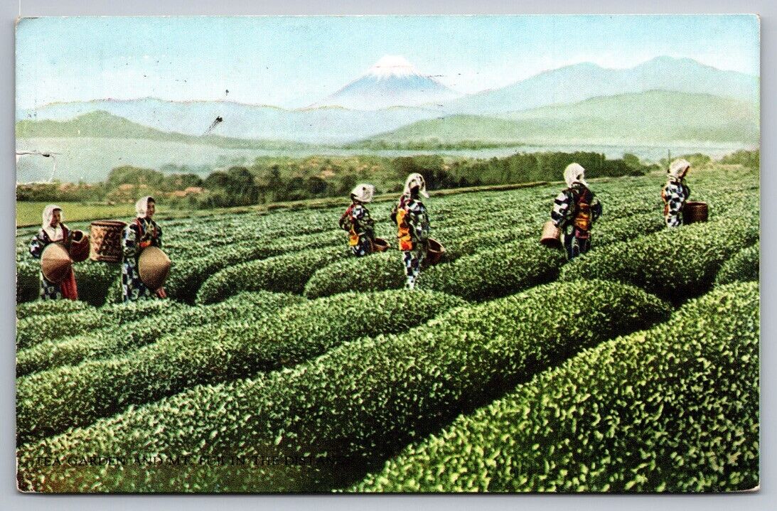Postcard Japanese Women Harvesting Tea Illustration Posted 1959