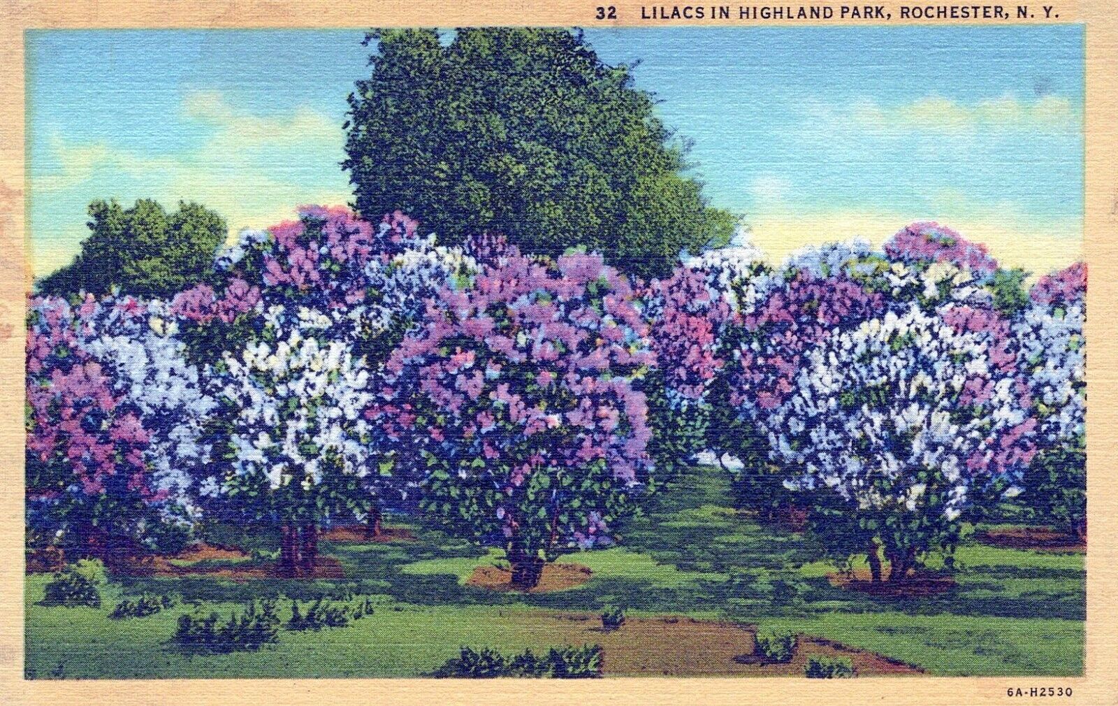 Rochester New York Lilacs in Highland Park Postcard