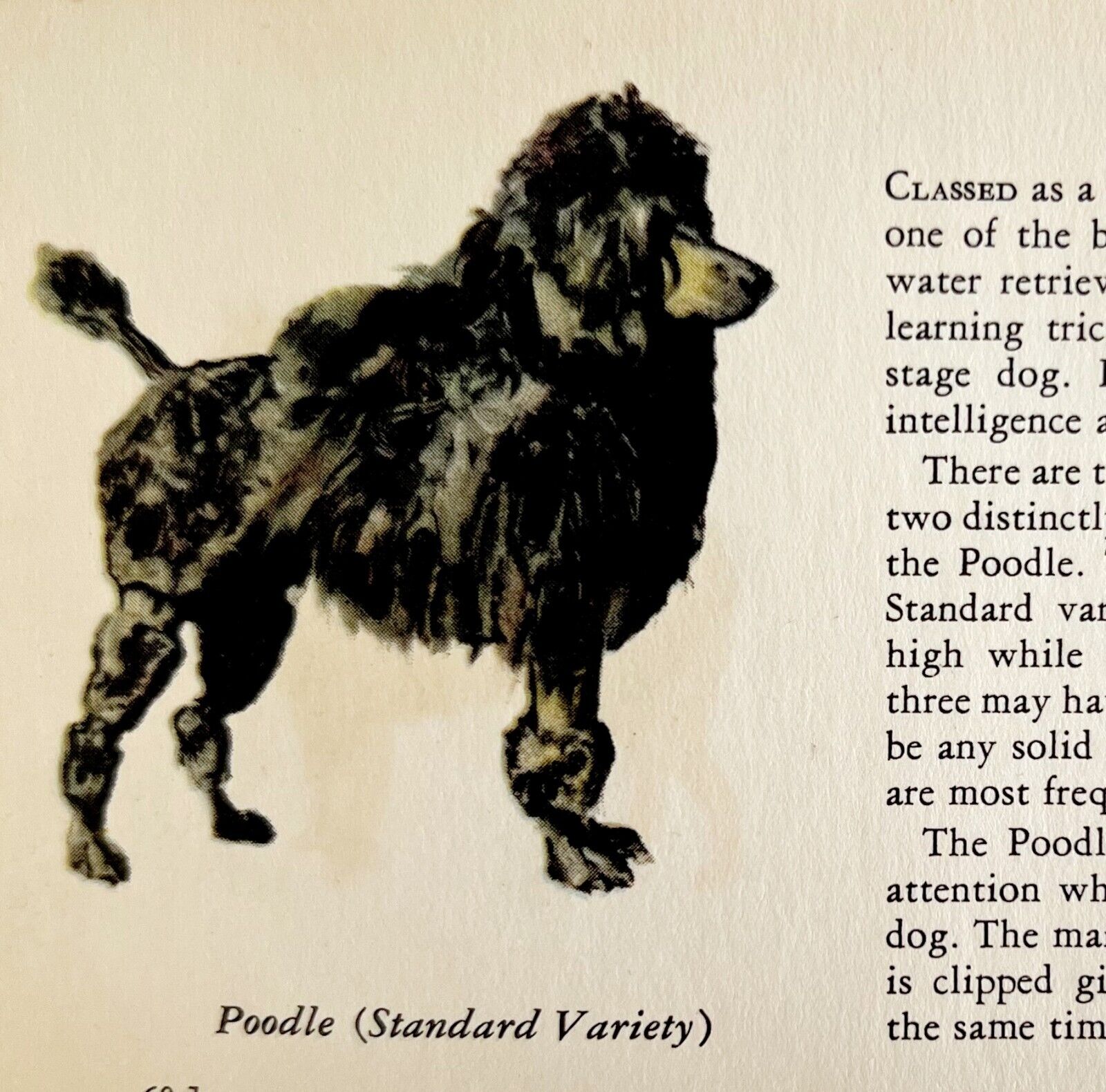Standard Poodle 1939 Dog Breed Art Ole Larsen Color Plate Print Antique PCBG18
