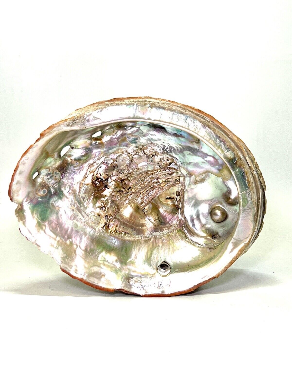 Large IRIDESCENT Sea Shell 7 1/2” x 5 7/8