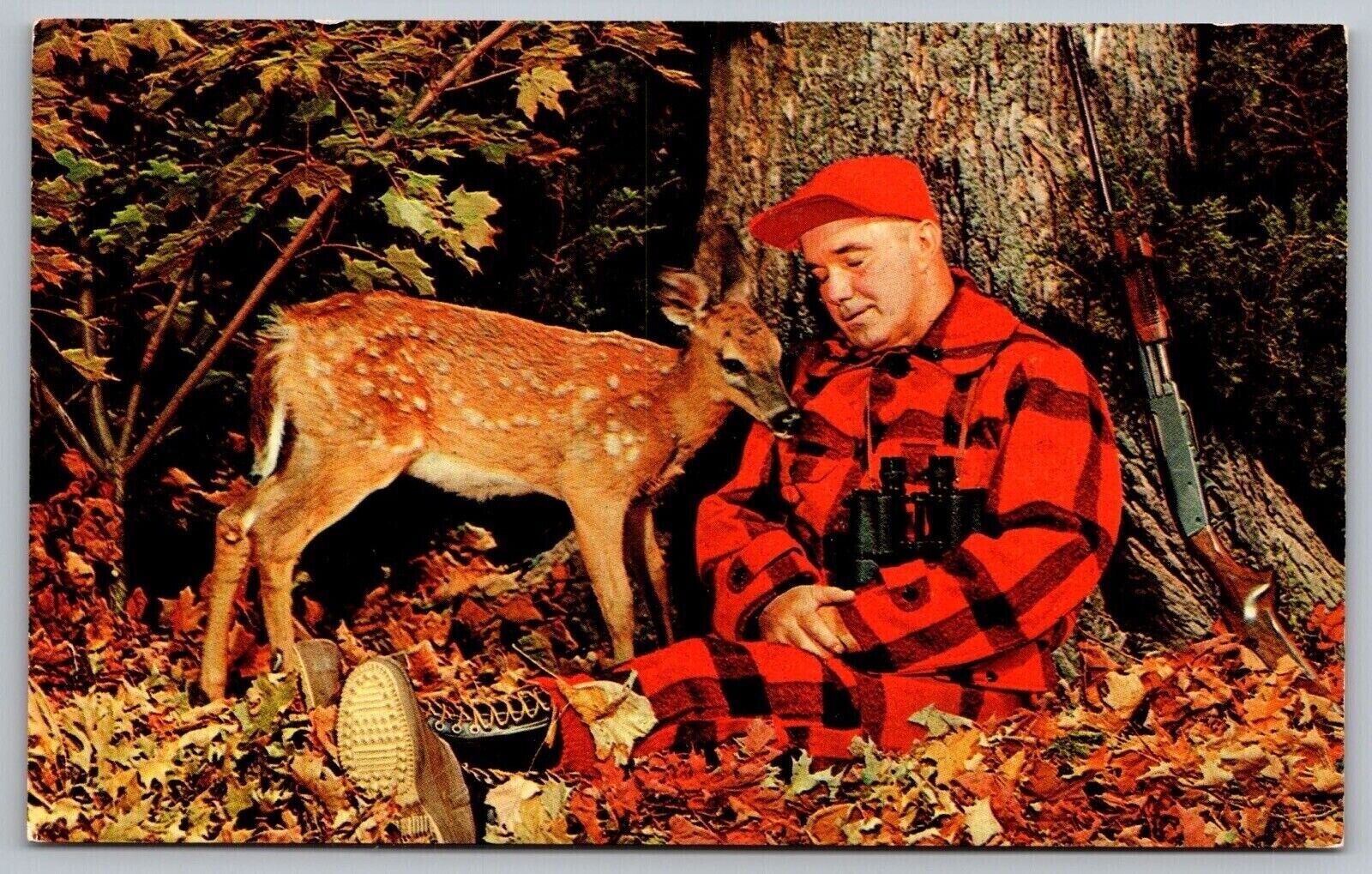 Postcard Greetings From Maine Sleepy Hunter Deer By Sleeping Hunter UNP WOB Note