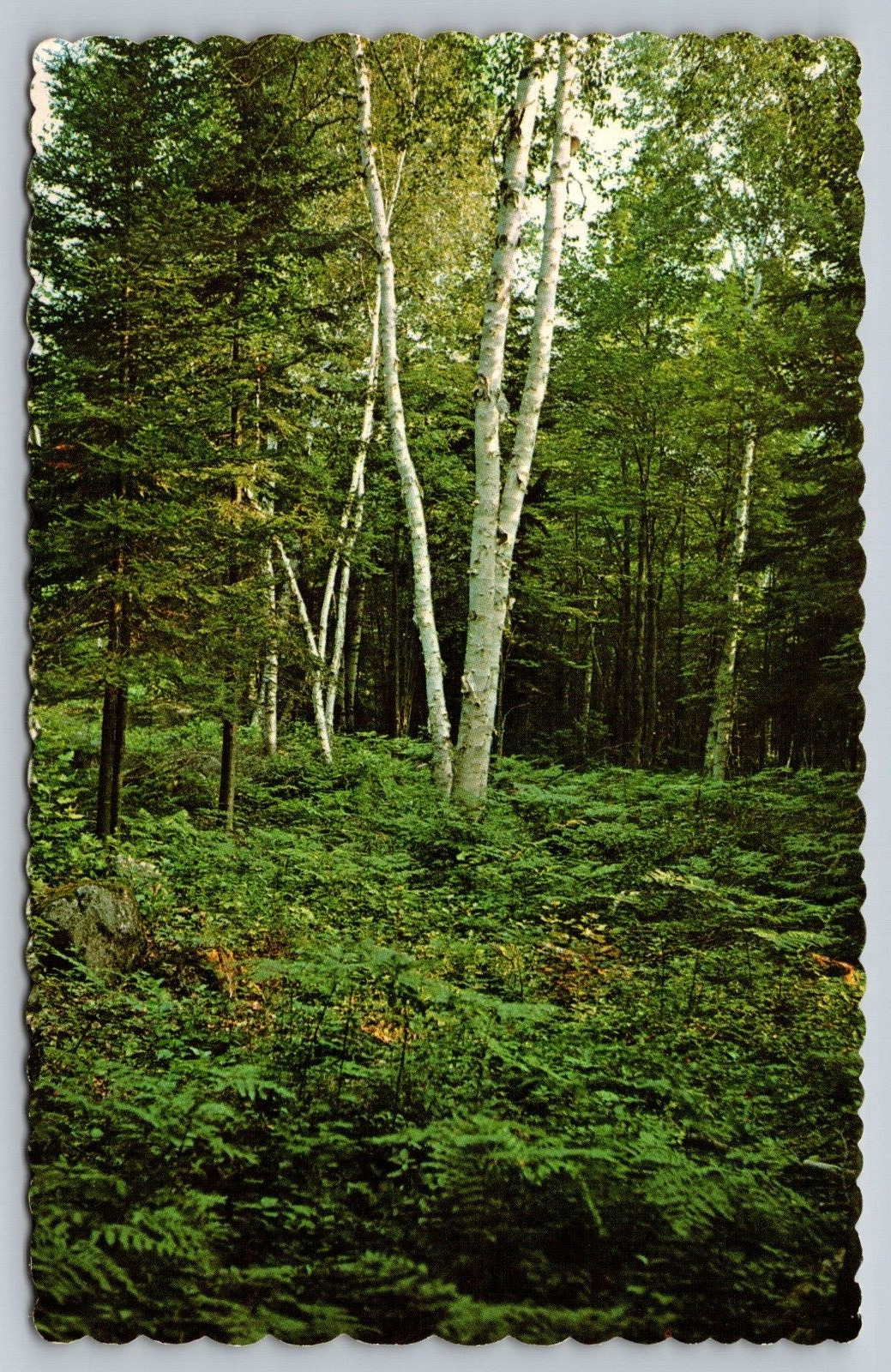 POSTCARD THE FOREST IN SUMMER in New England