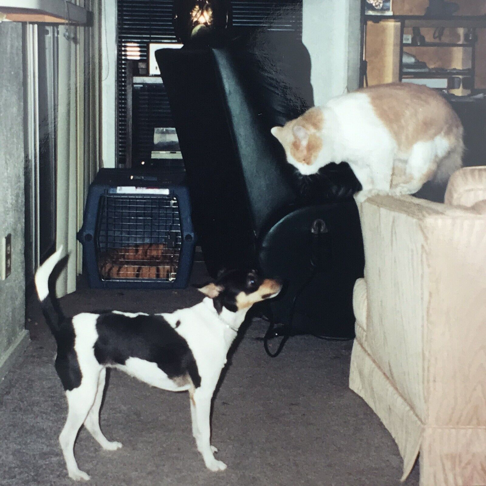 Vintage Color Photo Rat Terrier Dog Looking Up At Kitty Cat On Couch Living Room