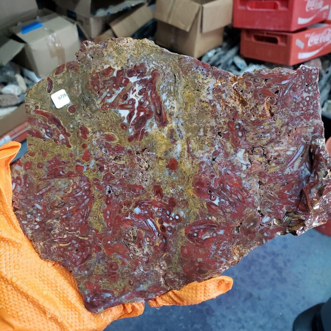 Indonesian Red Palm Root Slab