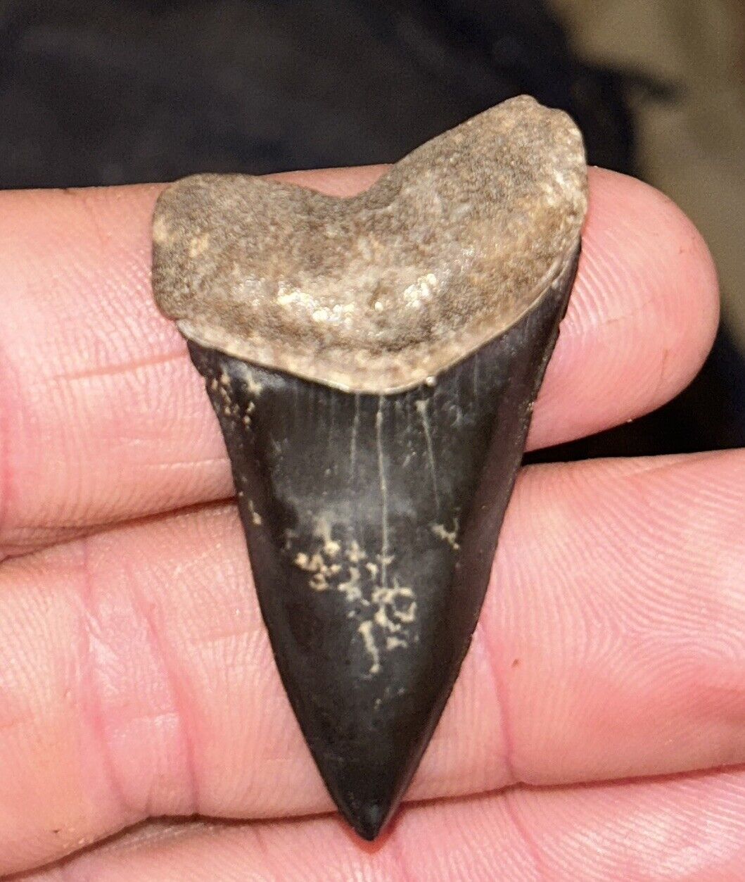 Lightning Strike Mako Shark Tooth Fossil Bone Valley 1.75”