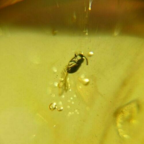 Mosquito,beetle,bubbles in Authentic Dominican Amber Fossil Stone (3.4 g) a168
