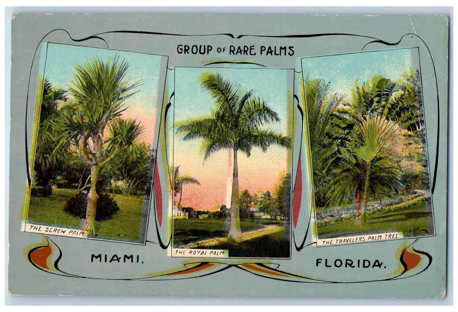 Miami Florida FL Postcard Group Of Rare Palms Screw Royal And Travelers c1910\'s