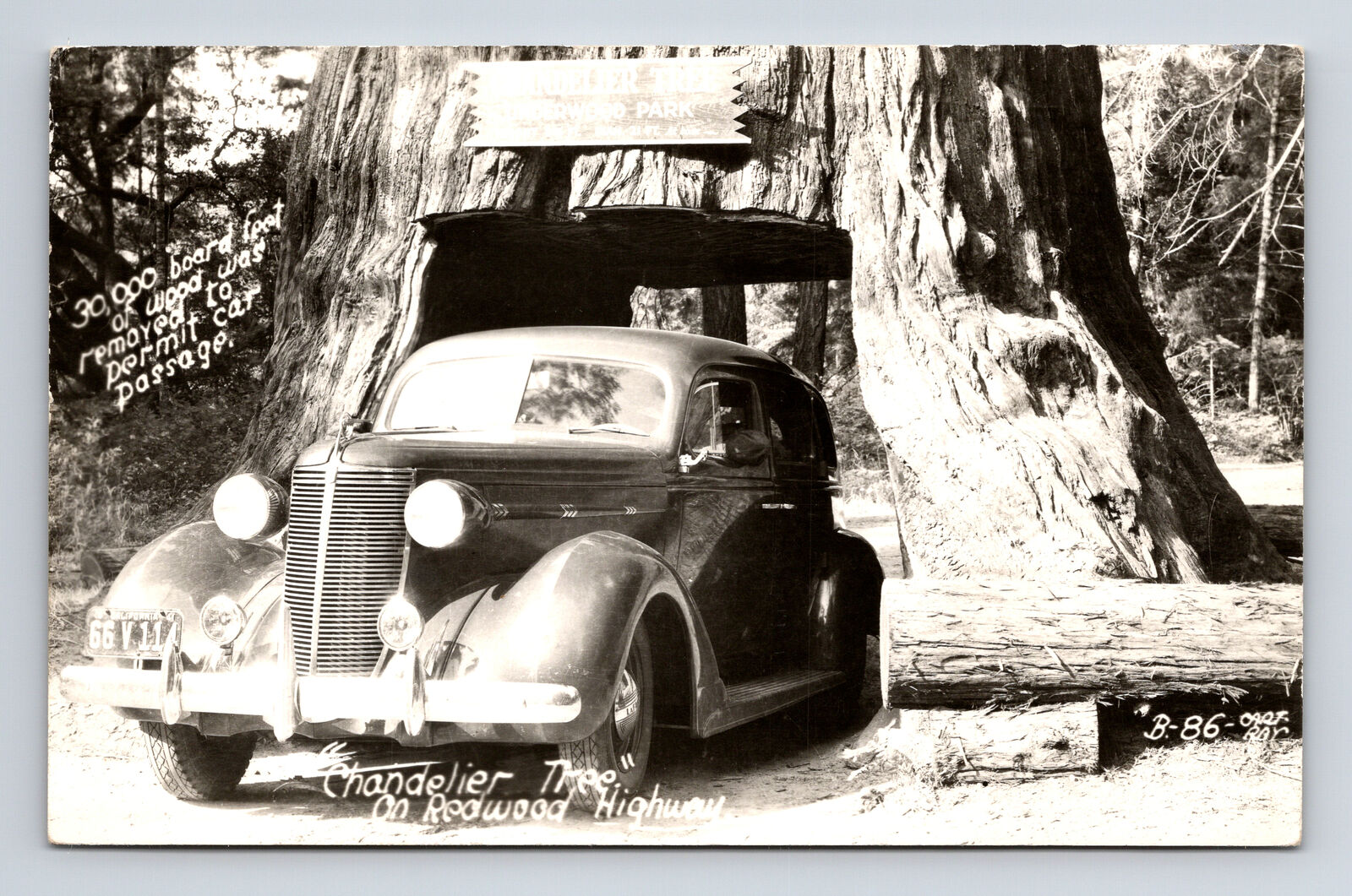 RPPC Car Driving Thru Chandelier Tree Underwood Park Redwood Highway CA Postcard