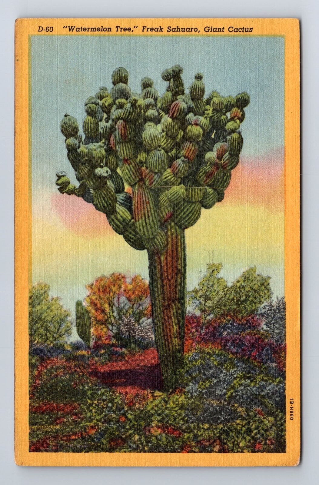 AZ-Arizona, Sahuaro National Monument, Giant Cactus, Vintage Postcard