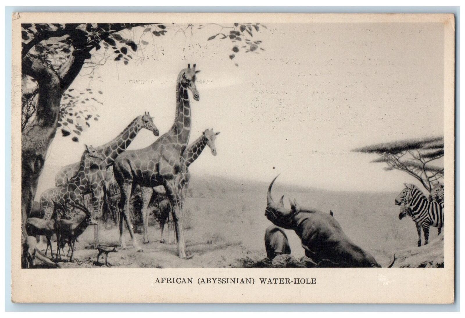 c1920\'s African Water Hole Field Museum Natural History Chicago IL Postcard