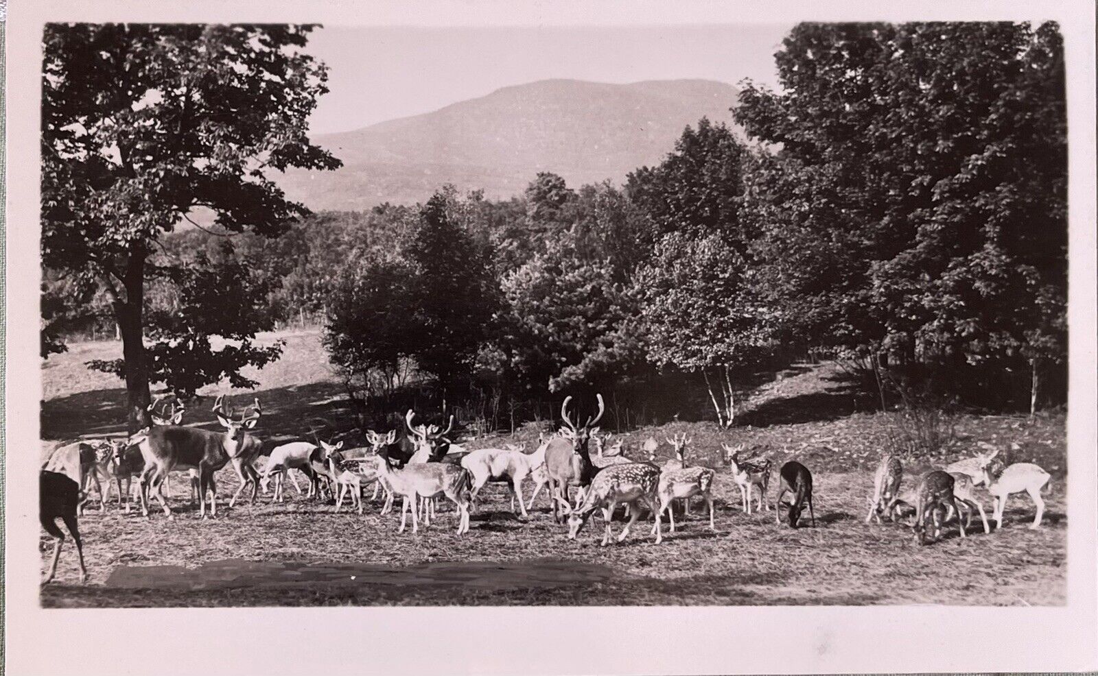 Vintage RPPC Postcard~Catskills Game Farm, NY. A003