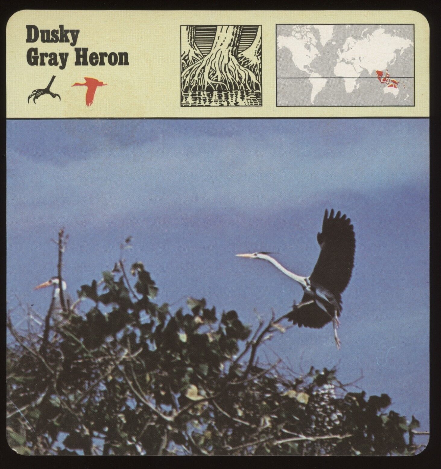 Dusky Gray Heron  Safari Cards Rencontre Birds