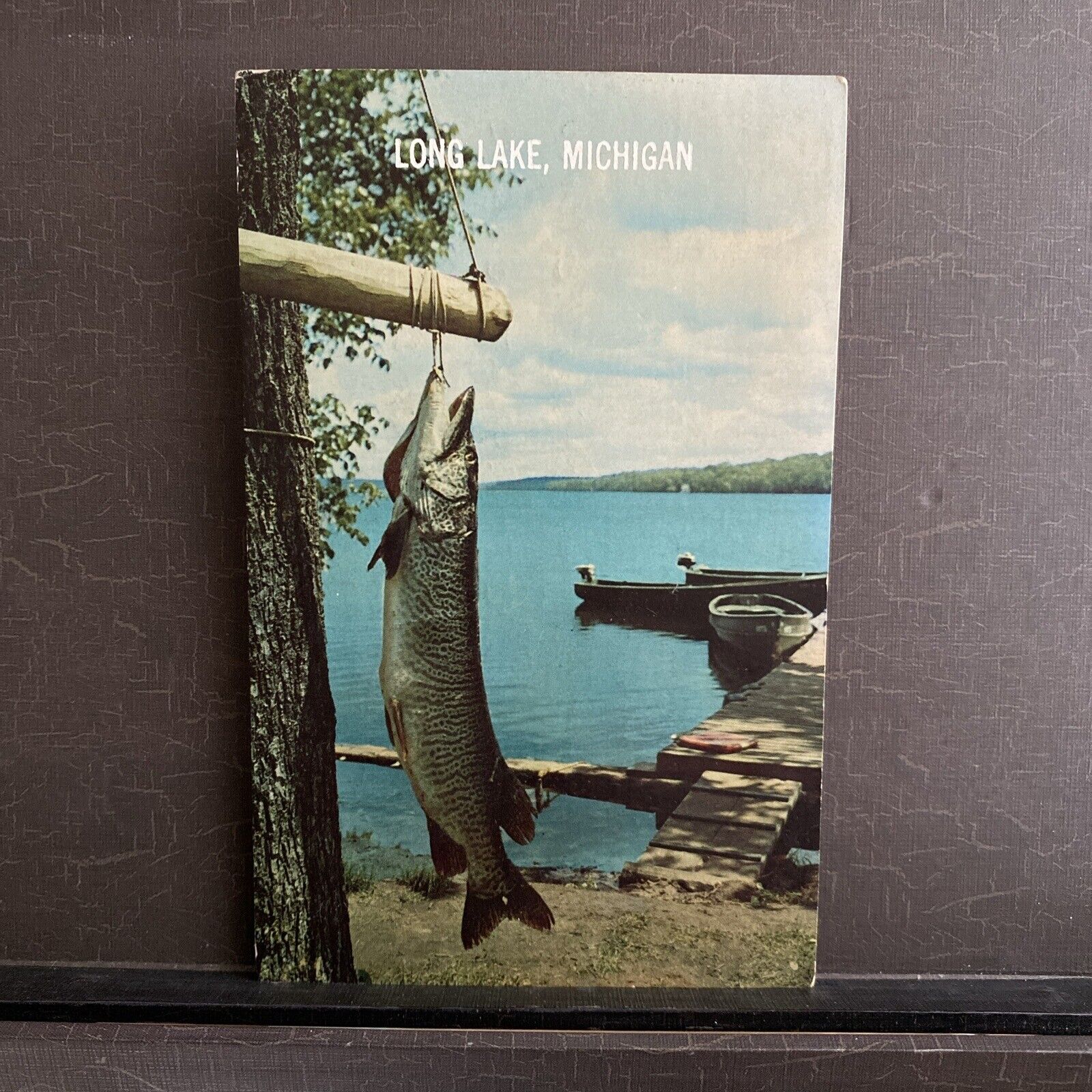 Chrome Postcard Tiger Muskie Long Lake Michigan Fish Fishing c 1952 Vacationland