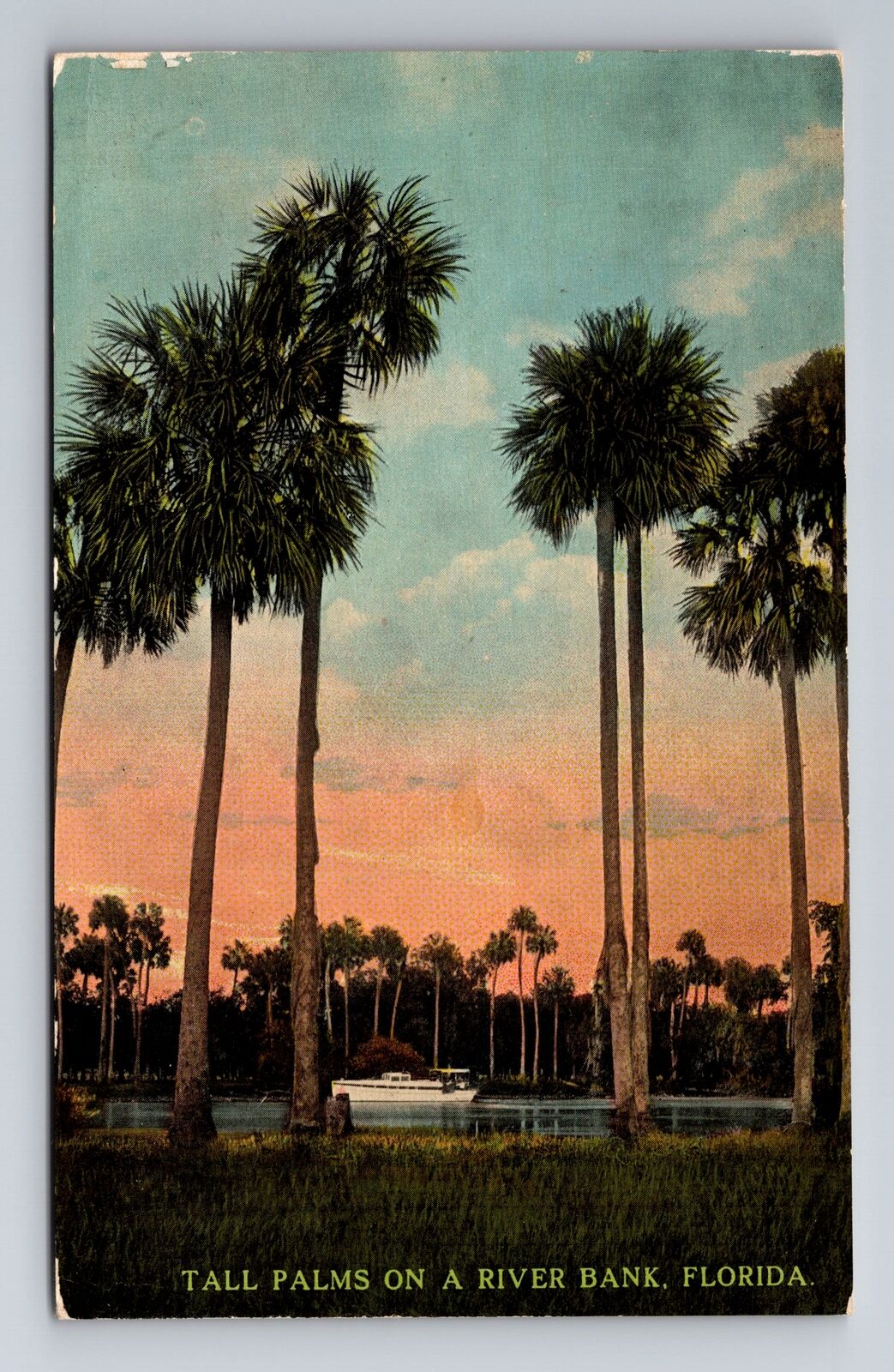 River Bank FL-Florida, Tall Palms, Antique, Vintage Souvenir Postcard