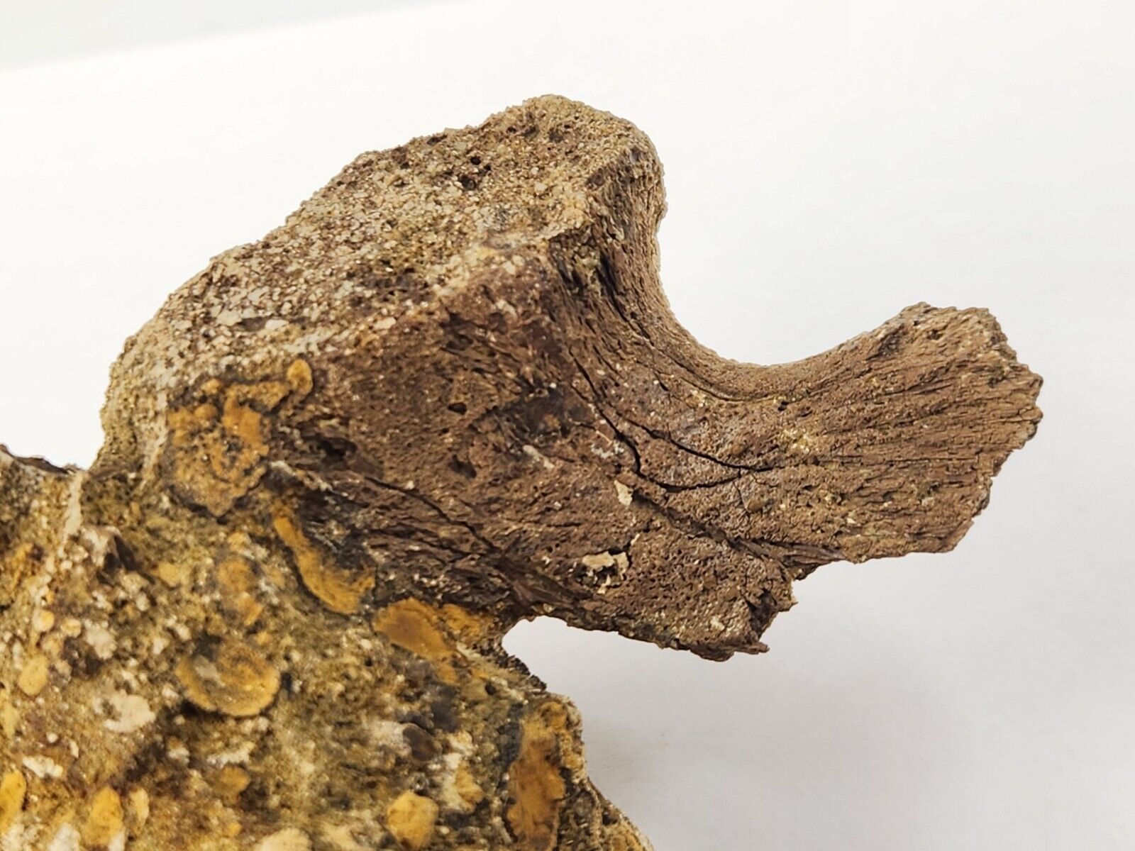 Edmontosaurus Atlantal Neuroarch Fossil - Lance Fm. - Niobrara Co., WY 