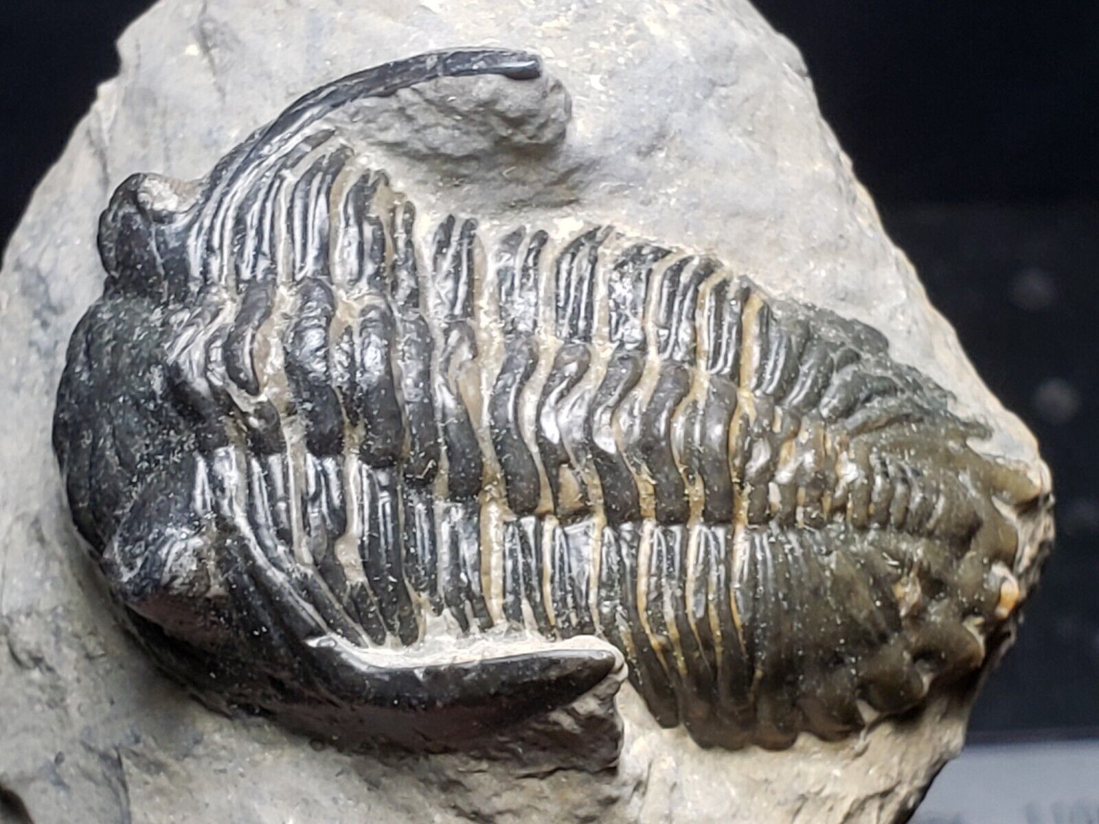 Trilobite Metacanthina Fossil, Devonian 390 Million YO, from Morocco (6.7 oz.)