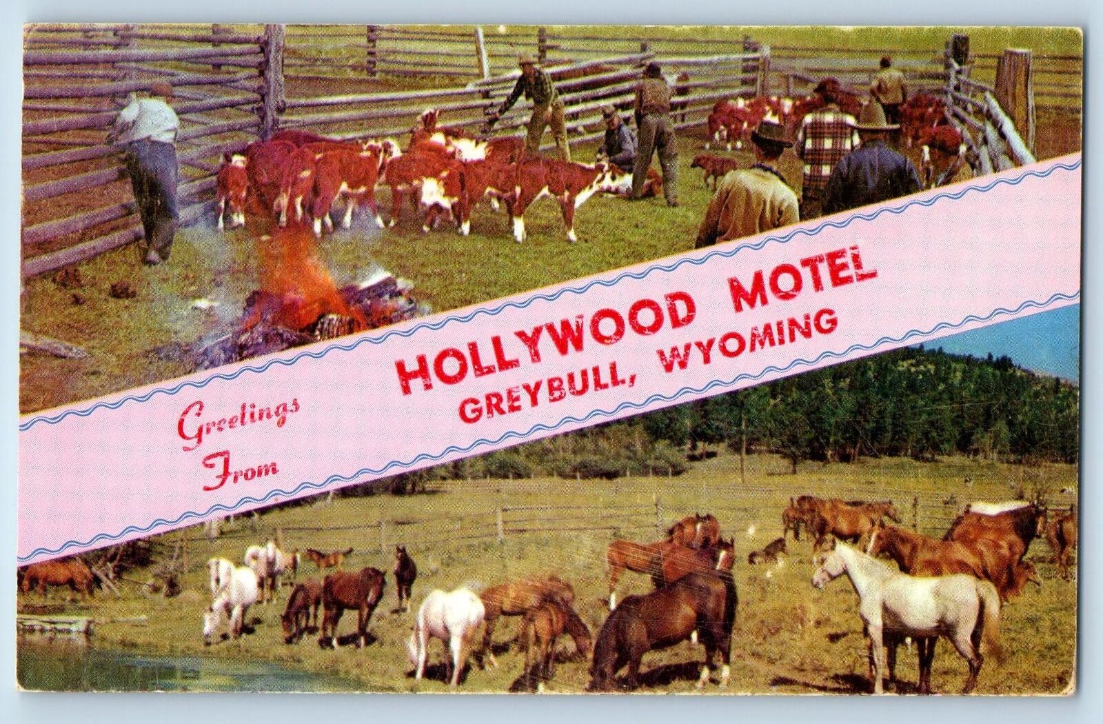 Greybull Wyoming WY Postcard Greetings From Hollywood Motel c1960 Vintage Cattle