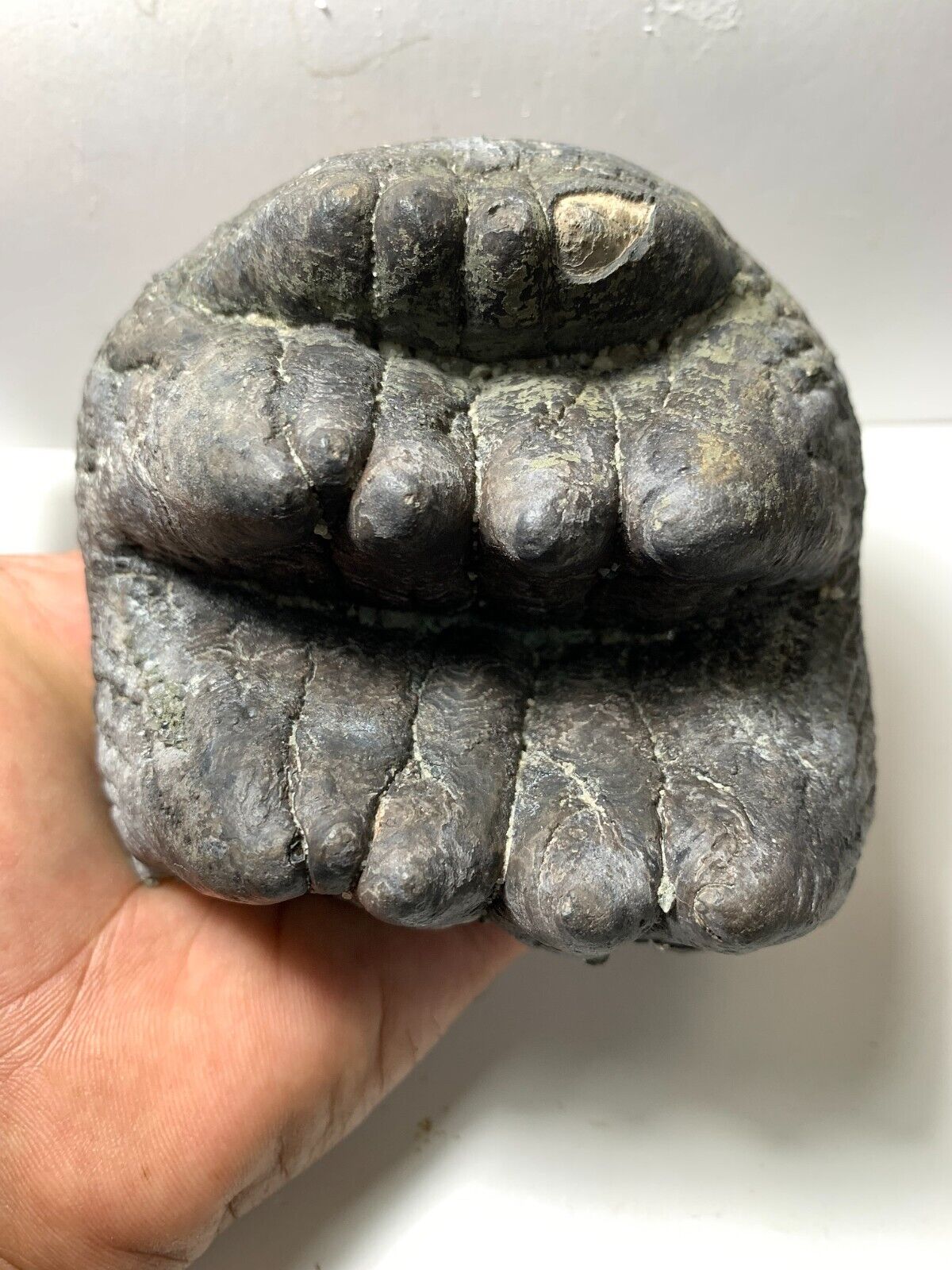 Beautiful Stegodon sp. Fossil Tooth Rare Amazing Genuine