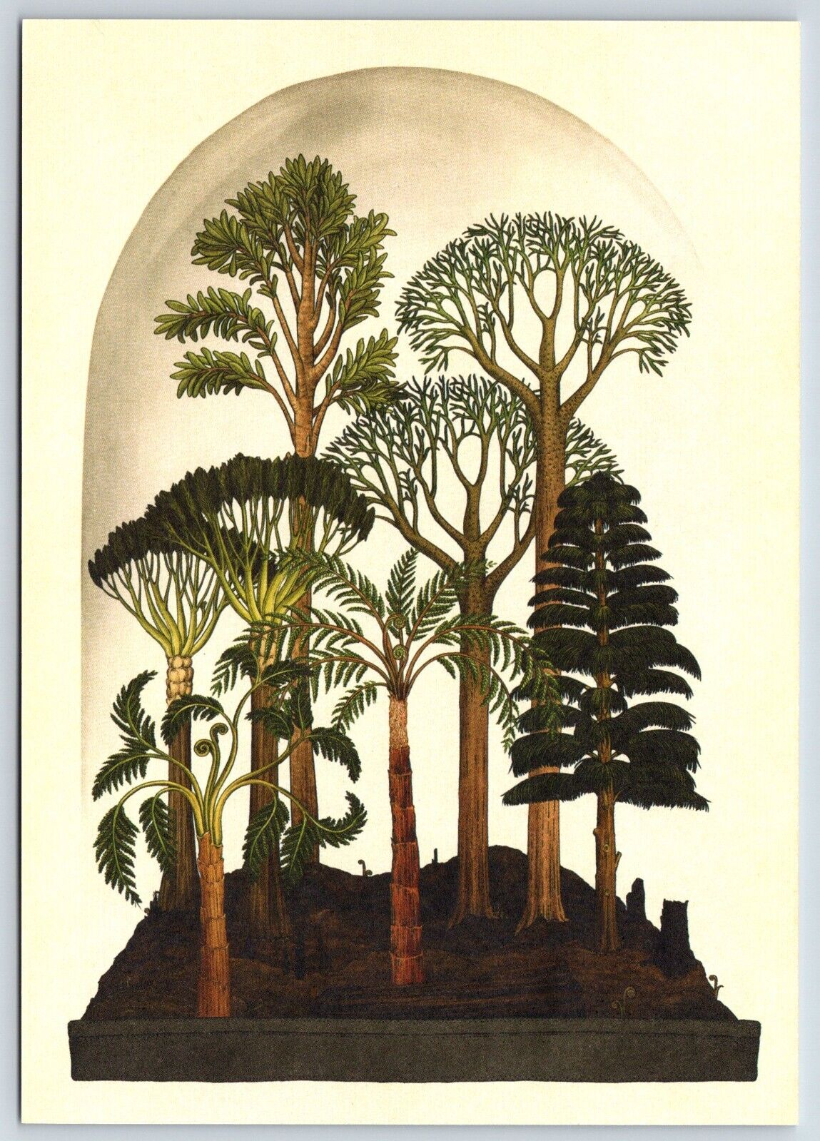 Postcard Kew Botanicum Carboniferous Forest Environment