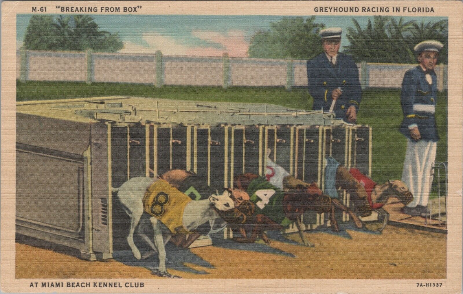 Greyhound Racing Miami Beach Kennel Club FL Start Box 1937 linen postcard G834