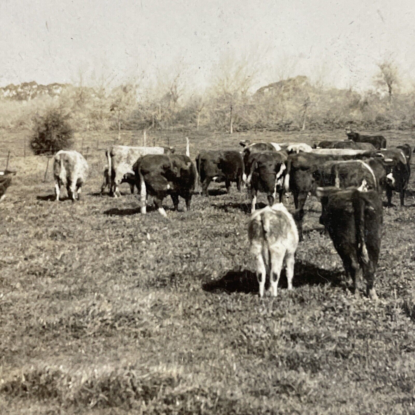 Antique 1910s Cattle Farm In Argentina Stereoview Photo Card P3666