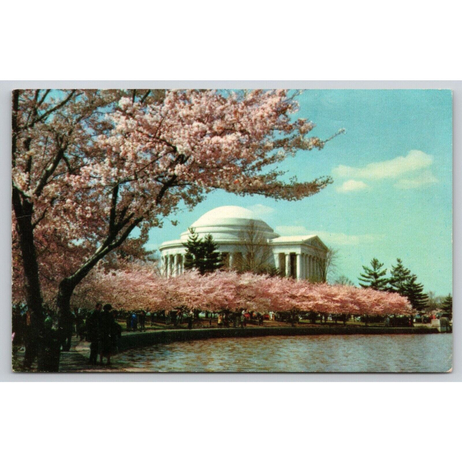 Postcard Washington D.C. Jefferson Memorial Cherry Trees