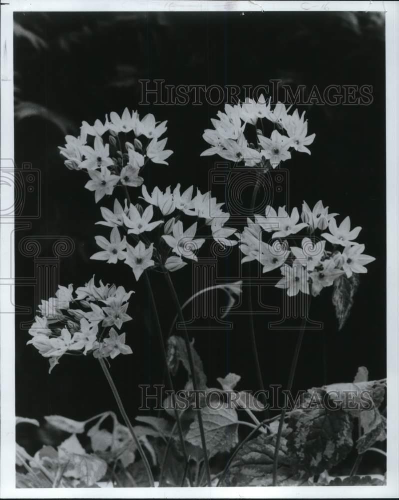 1979 Press Photo Small white-petaled flowers - pia09965