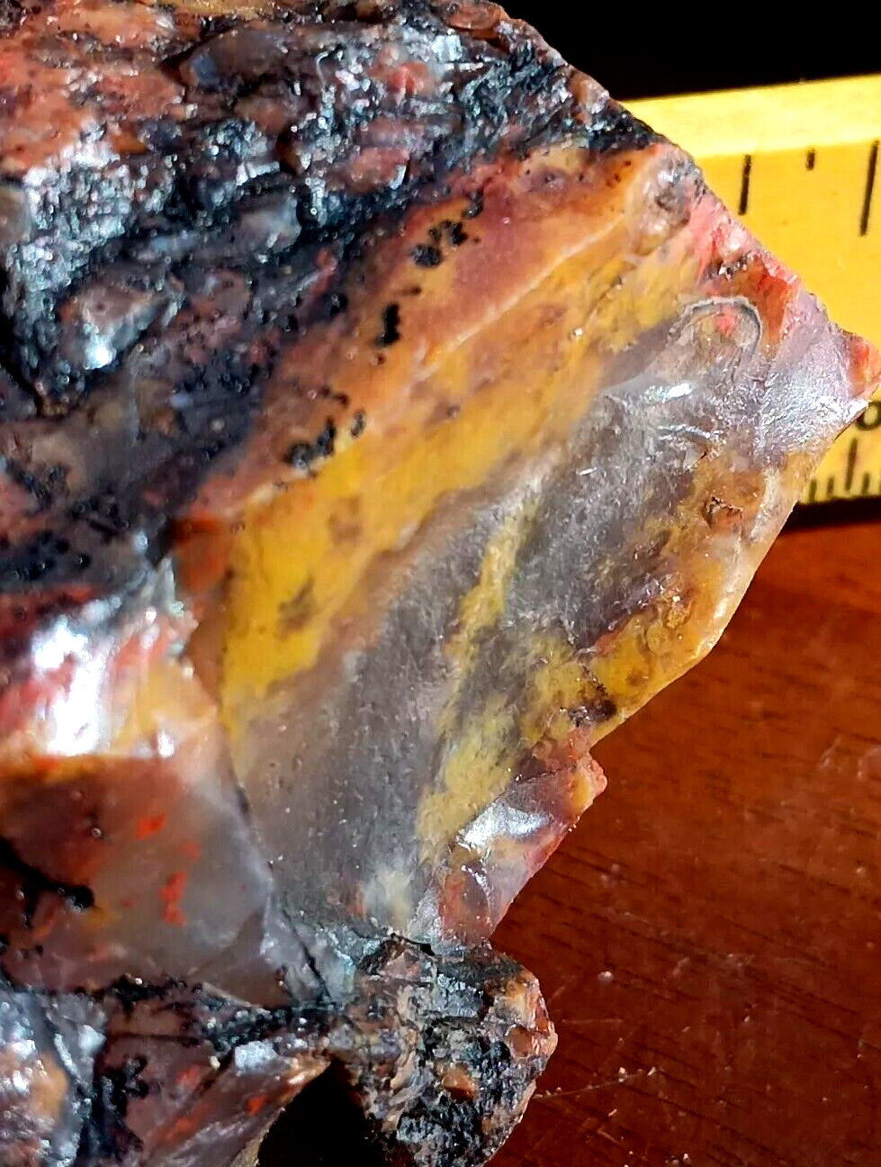 Volcanic Petrified Wood Limb Cast Utah Vivid Colors in Qrtz Yellow Cat Utah