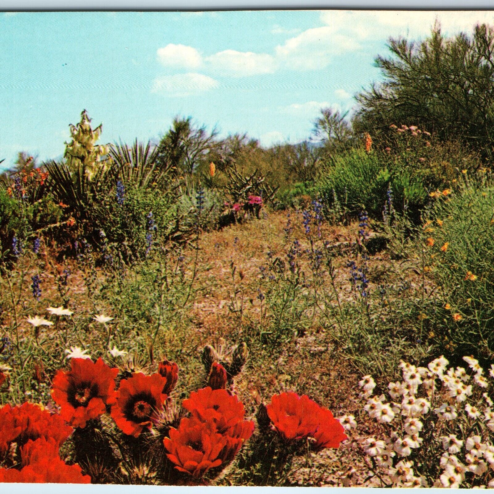 c1960s Phoenix, AZ Desert Flower Gardens Hedgehog Cactus Chrome Petroff PC A242