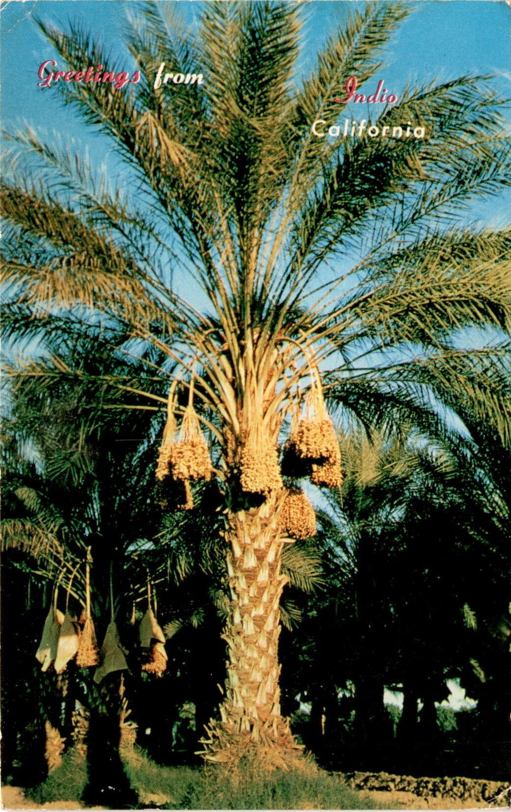 New Sheila\'s Date Gardens, Indio, California, Western Resort Postcard