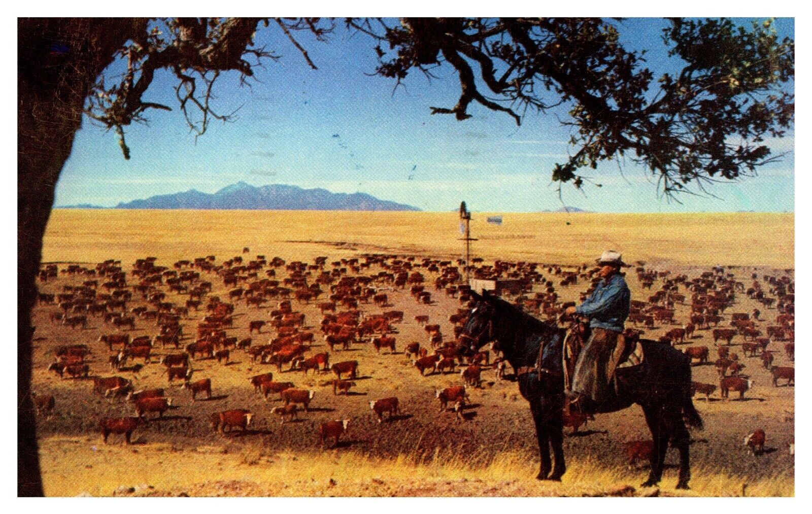 WY Wyoming White Faced Herefords Herd Cowboy Posted 1957 Chrome Postcard