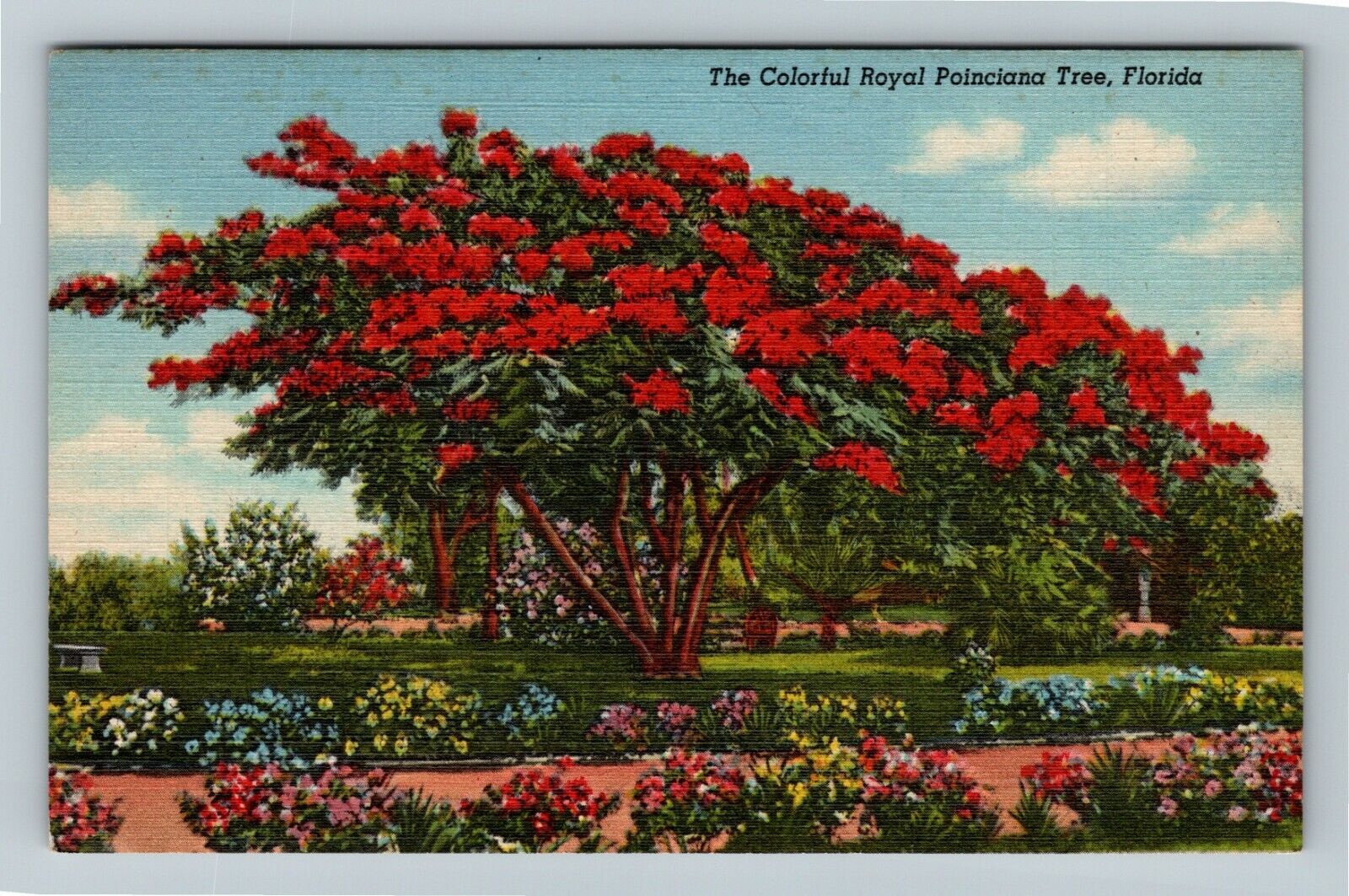FL-Florida, Colorful Royal Poinciana Tree, Vintage Postcard