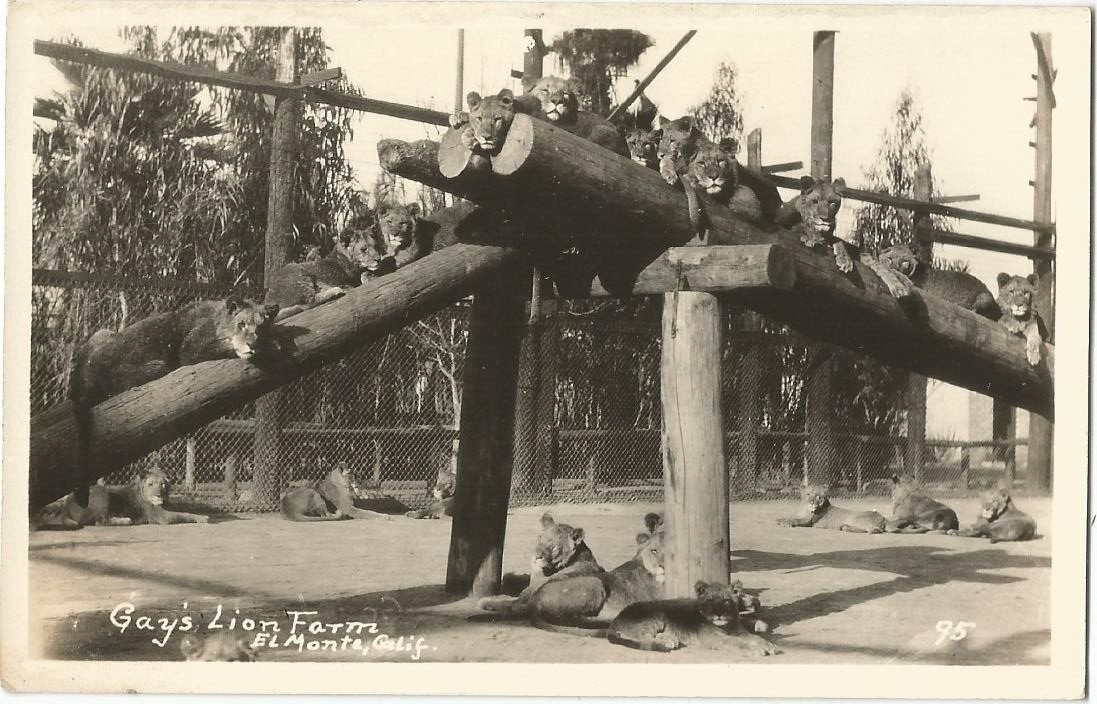 El Monte, CA California 1930 RPPC Postcard, Gay\'s Lion Farm